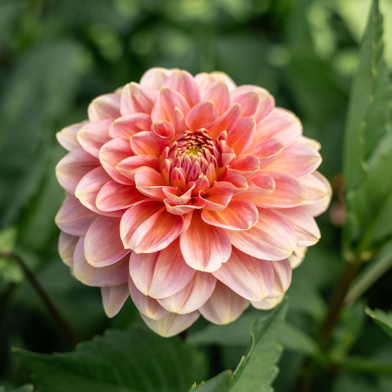 Dahlia 'Rosario'